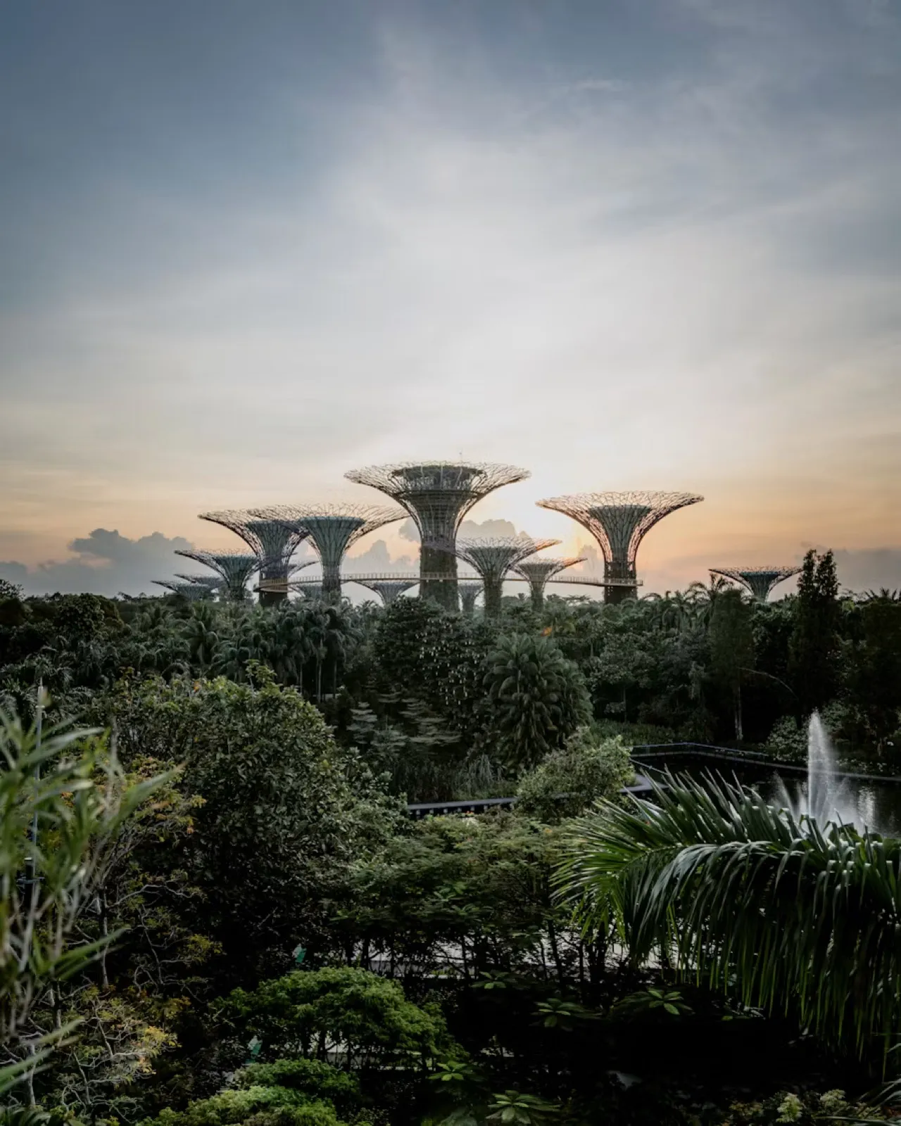 Supertree Grove at Gardens by the Bay at first light